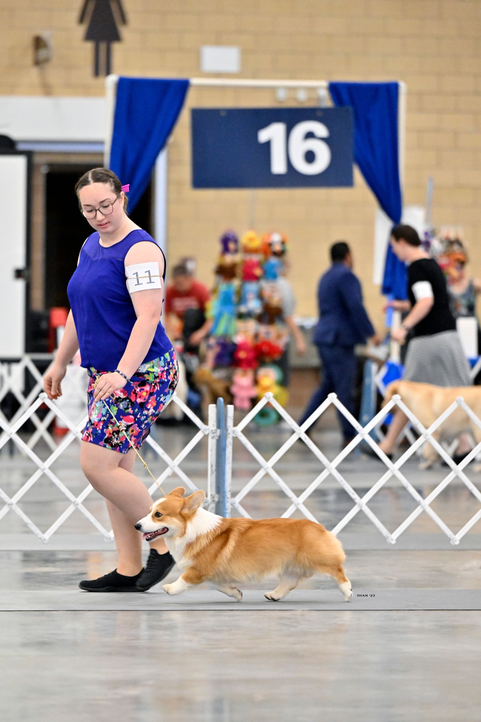 Kenny, Pembroke Welsh Corgi sire at F&M Corgis, photo 3
