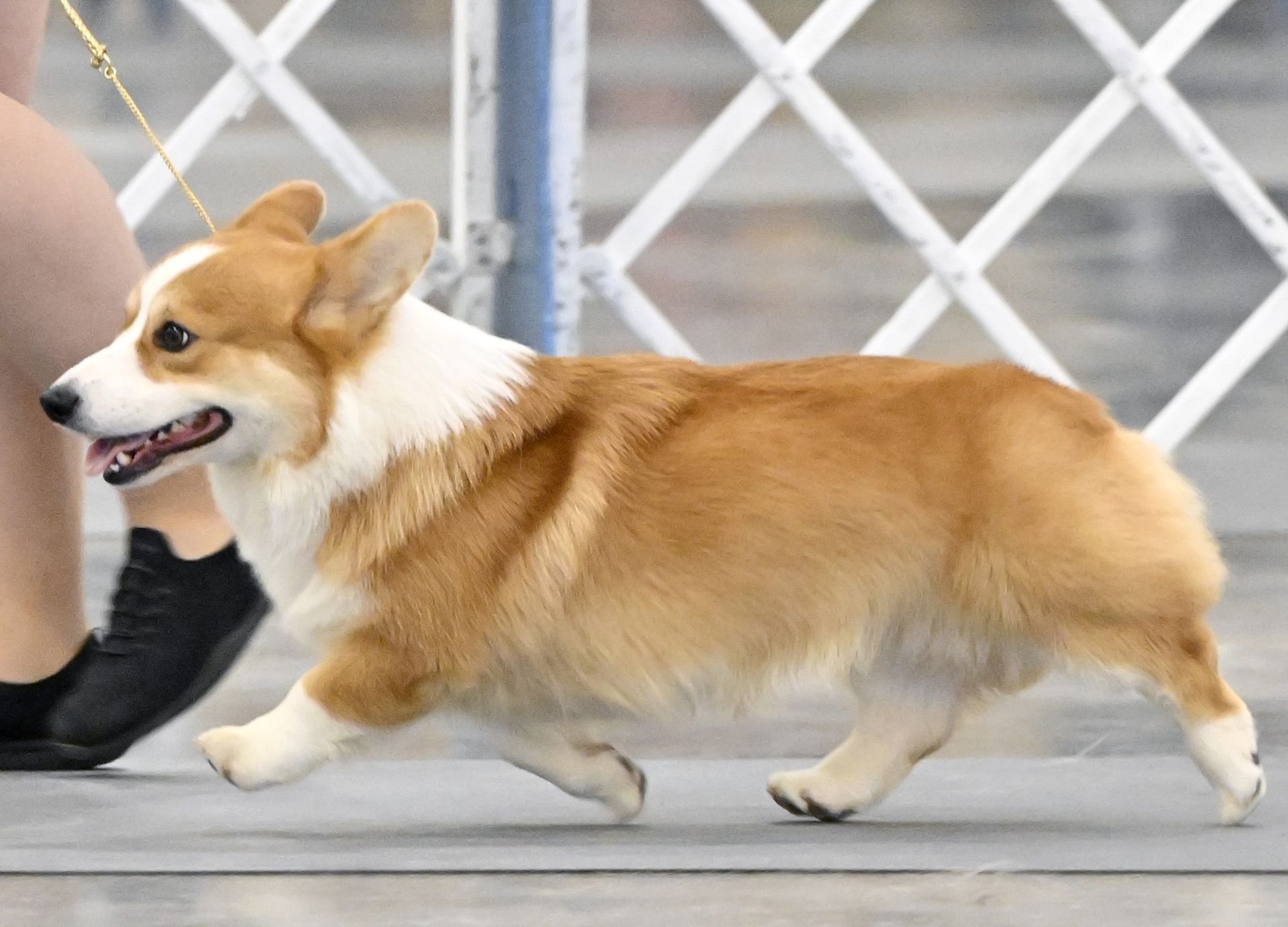 Kenny, Pembroke Welsh Corgi sire at F&M Corgis, photo 8