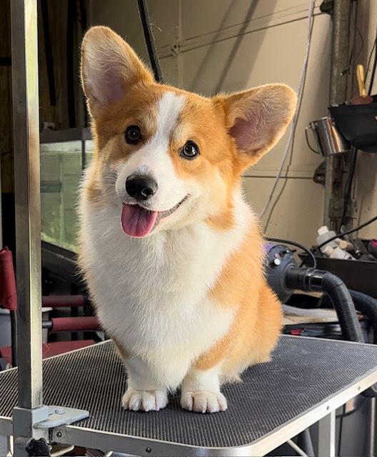 Kenny, Pembroke Welsh Corgi sire at F&M Corgis, photo 2