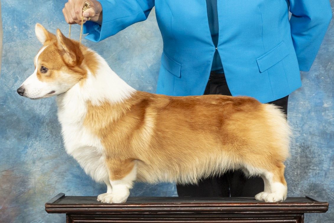 Kenny, Pembroke Welsh Corgi sire at F&M Corgis, photo 4