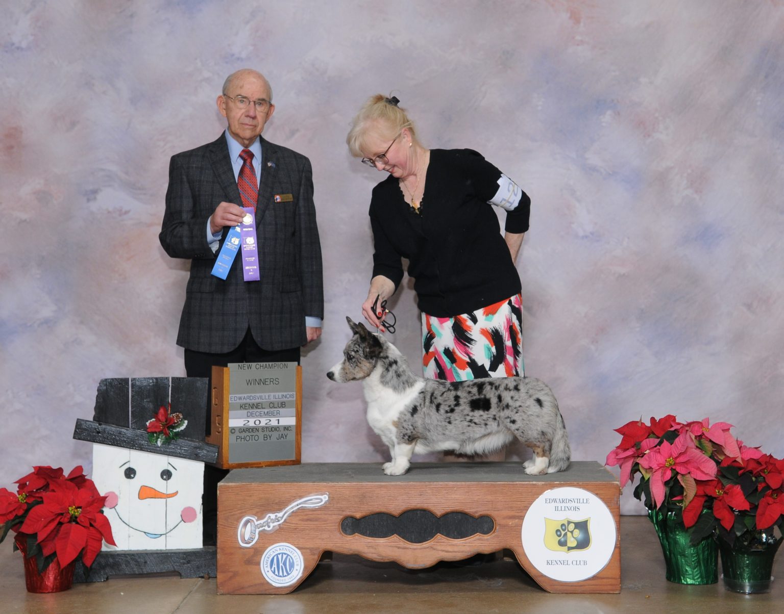 Patty Cake, Cardigan Welsh Corgi dam at F&M Corgis, photo 3