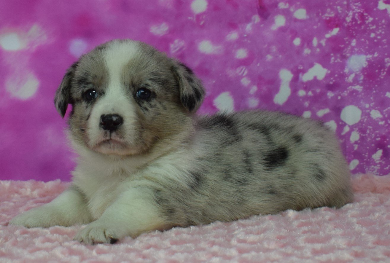 Patty Cake, Cardigan Welsh Corgi dam at F&M Corgis, photo 5