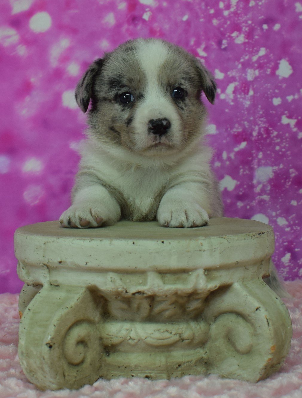 Patty Cake, Cardigan Welsh Corgi dam at F&M Corgis, photo 6