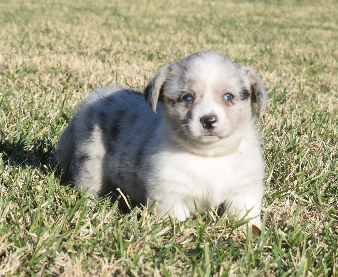 Patty Cake, Cardigan Welsh Corgi dam at F&M Corgis, photo 7