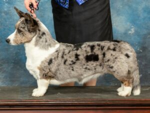 Patty Cake, Cardigan Welsh Corgi dam at F&M Corgis