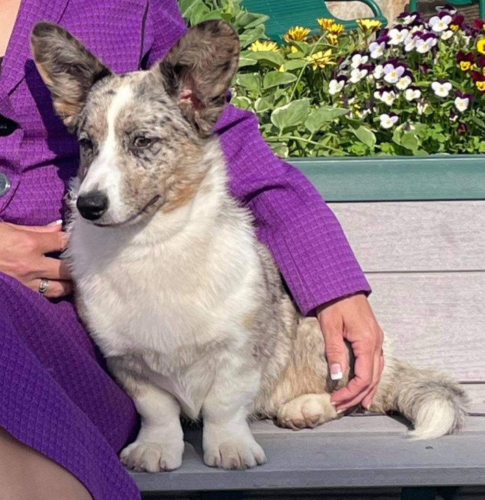 Patty Cake, Cardigan Welsh Corgi dam at F&M Corgis, photo 2