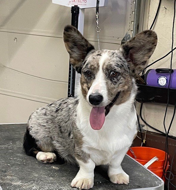 Patty Cake, Cardigan Welsh Corgi dam at F&M Corgis, photo 4