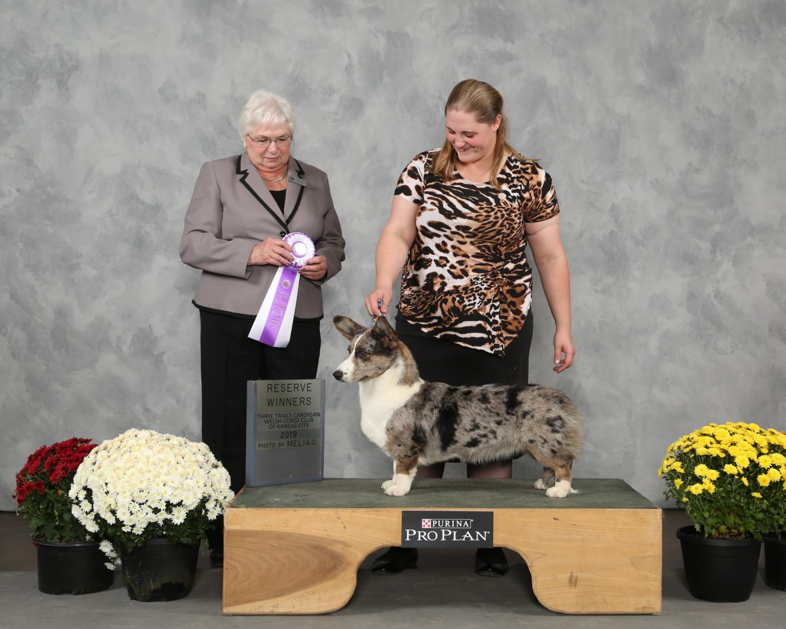 CH F&M's Voodoo Love Spell, Cardigan Welsh Corgi dam at F&M Corgis, photo 2