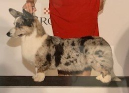 CH F&M's Voodoo Love Spell, Cardigan Welsh Corgi dam at F&M Corgis, photo 4