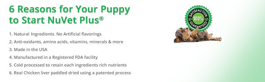 Six reasons to choose NuVet Plus for your dog