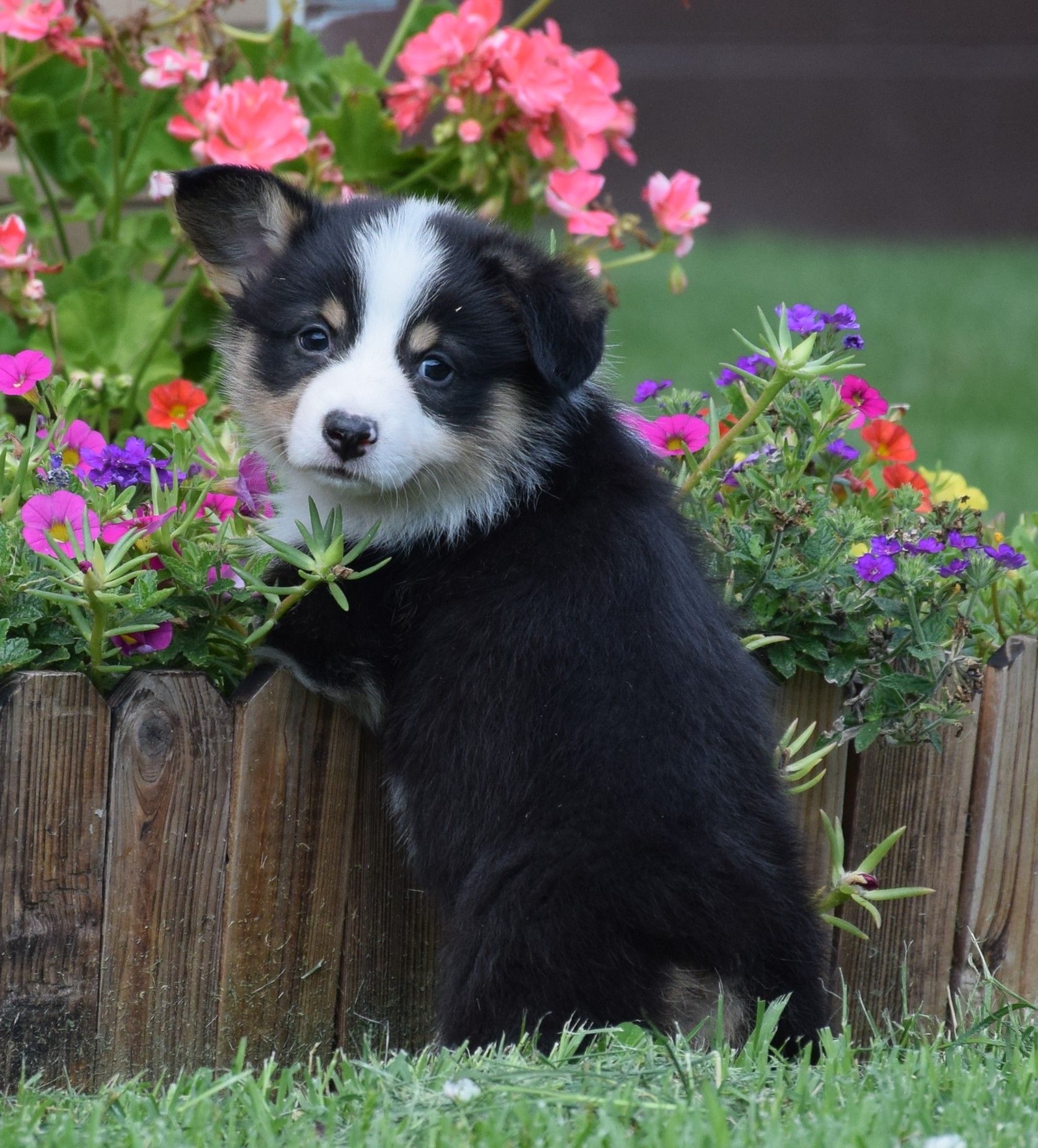Reasons Why Fluffy Cardigan Welsh Corgis Make the Perfect Family Pet