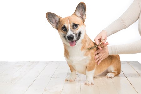 Responsible Pet Ownership