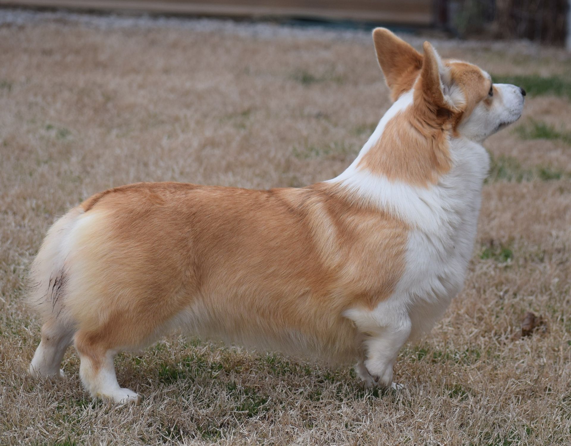 Sugar, Pembroke Welsh Corgi dam at F&M Corgis, photo 4