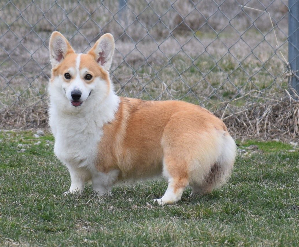 Sugar, Pembroke Welsh Corgi dam at F&M Corgis