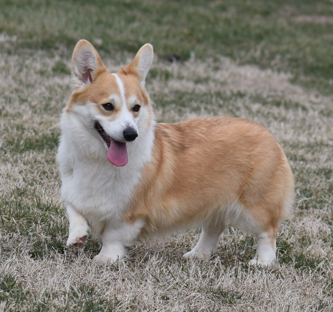 Sugar, Pembroke Welsh Corgi dam at F&M Corgis, photo 3