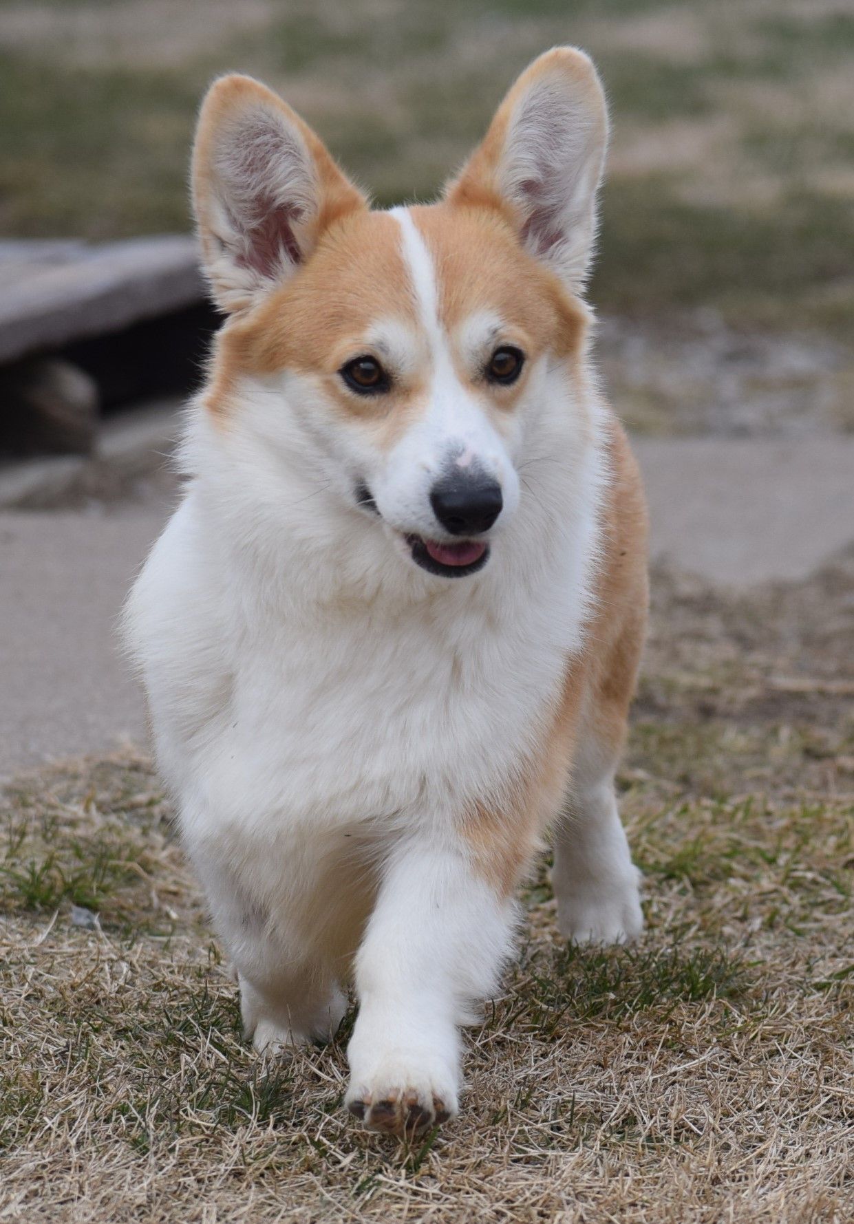 Sugar, Pembroke Welsh Corgi dam at F&M Corgis, photo 2