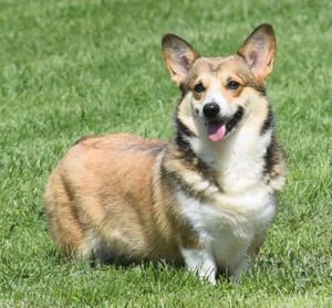 The Differences Between Cardigan Welsh Corgis & Pembroke Welsh Corgis
