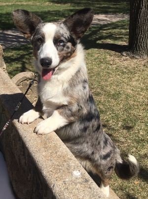 The Differences Between Cardigan Welsh Corgis & Pembroke Welsh Corgis