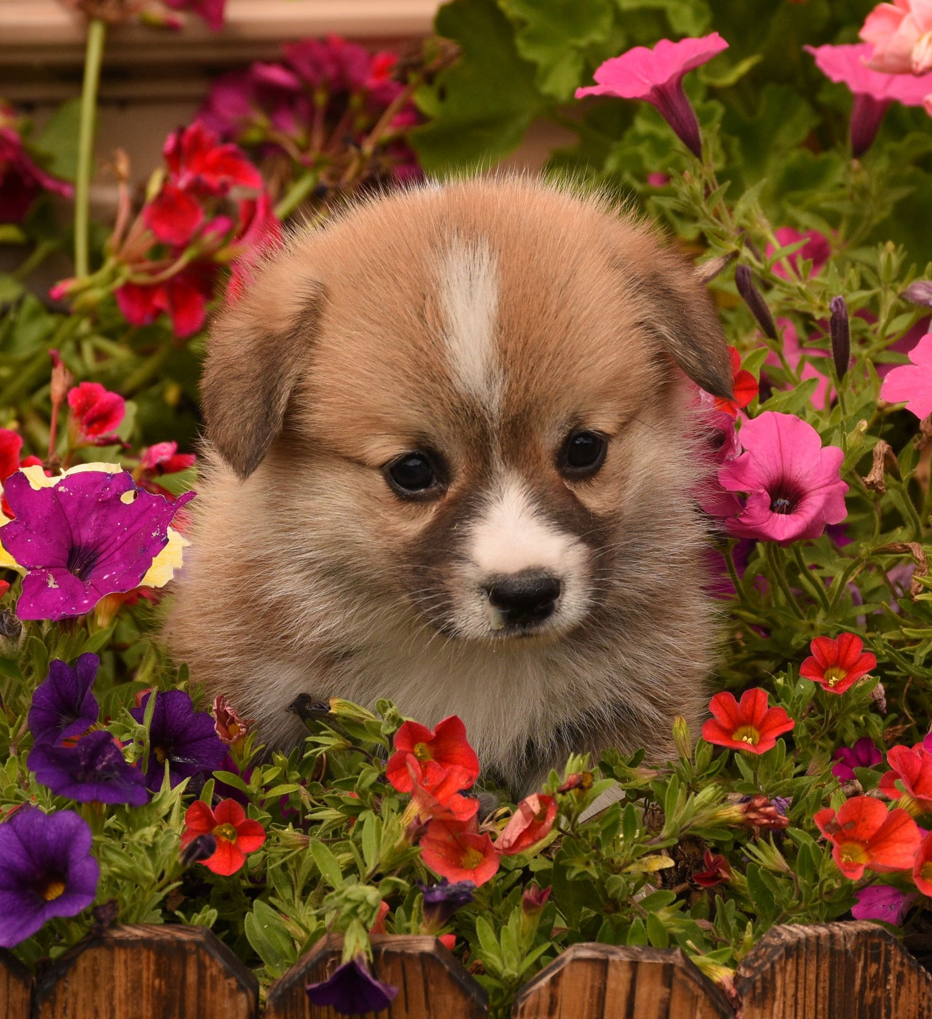 The Financial Side of Corgi Ownership: Cost of Corgi Puppy