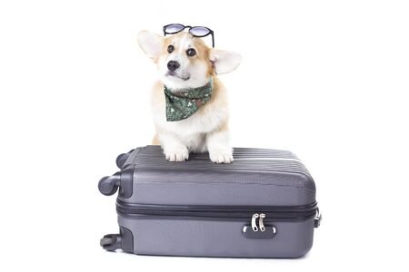 Tips for Traveling with Your Corgi