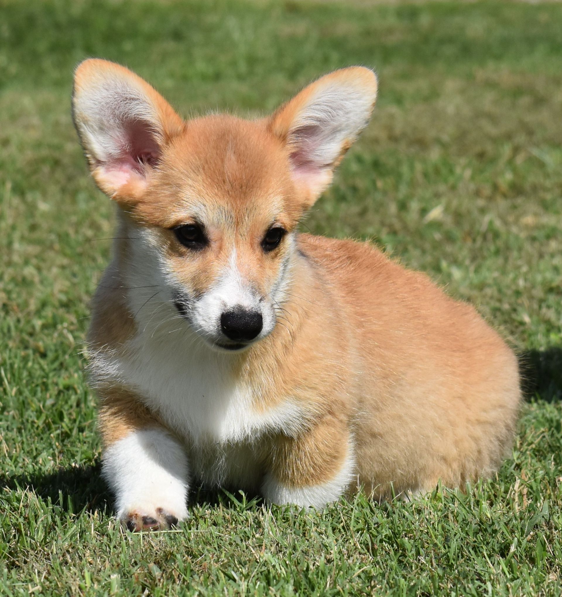 Tito, Pembroke Welsh Corgi puppy at F&M Corgis, photo 3