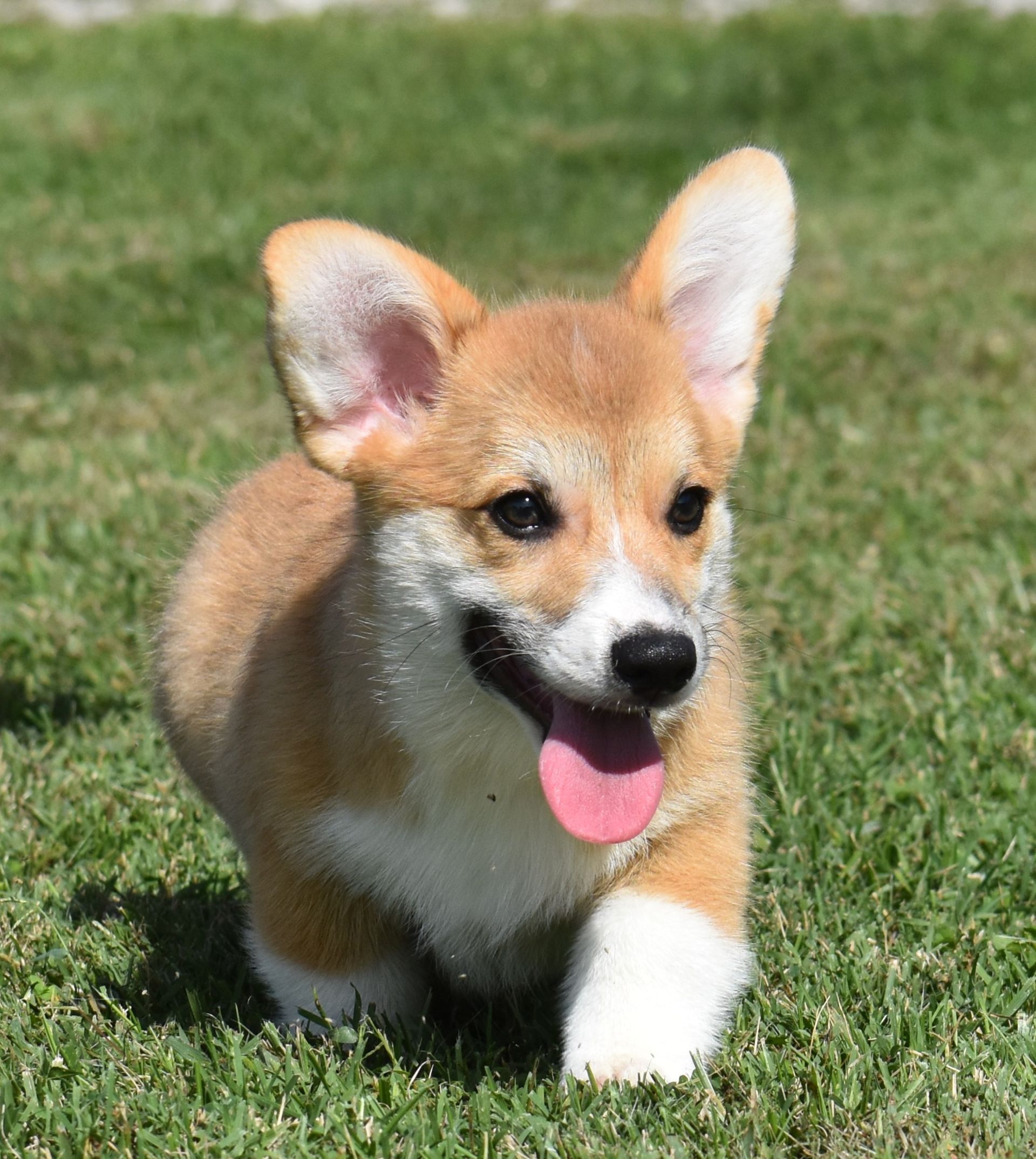 Tito, Pembroke Welsh Corgi puppy for sale at F&M Corgis