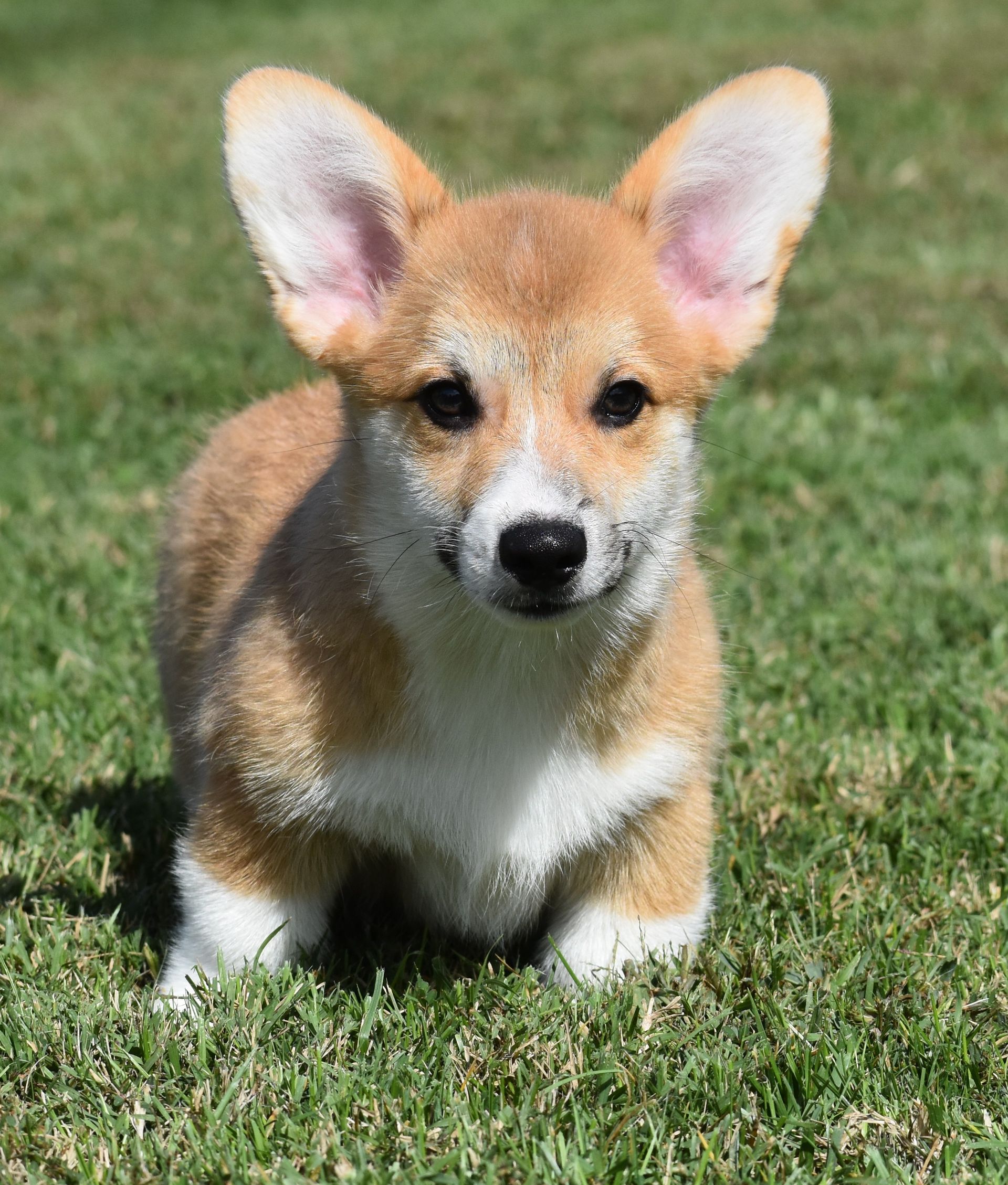 Tito, Pembroke Welsh Corgi puppy at F&M Corgis, photo 2