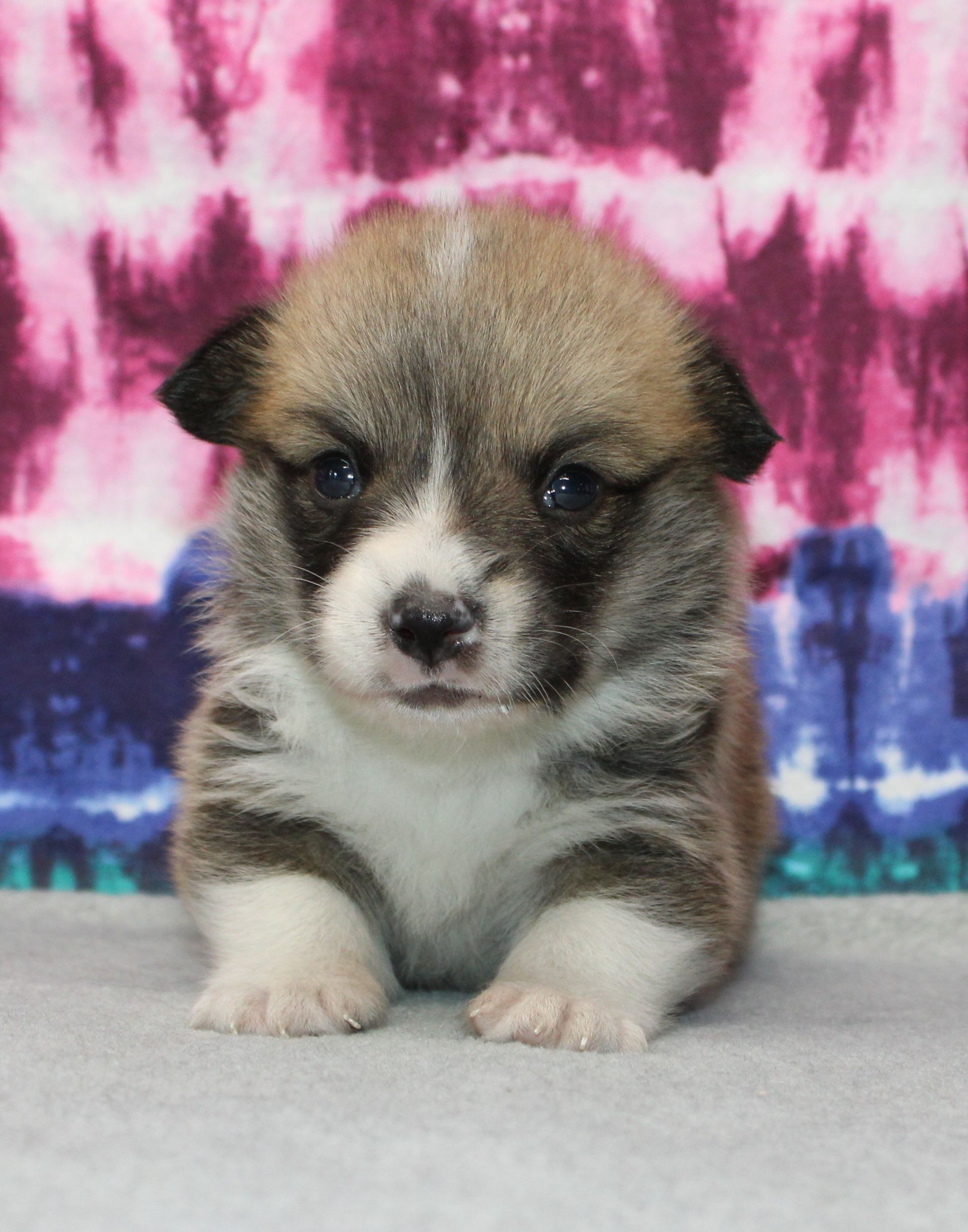 Tito, Pembroke Welsh Corgi puppy at F&M Corgis, photo 19