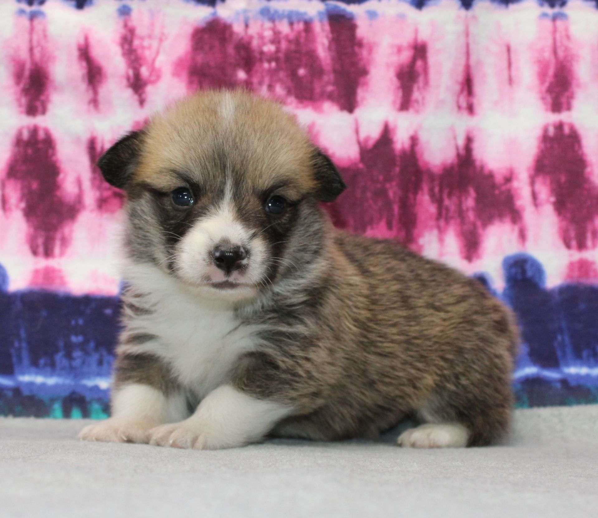 Tito, Pembroke Welsh Corgi puppy at F&M Corgis, photo 17