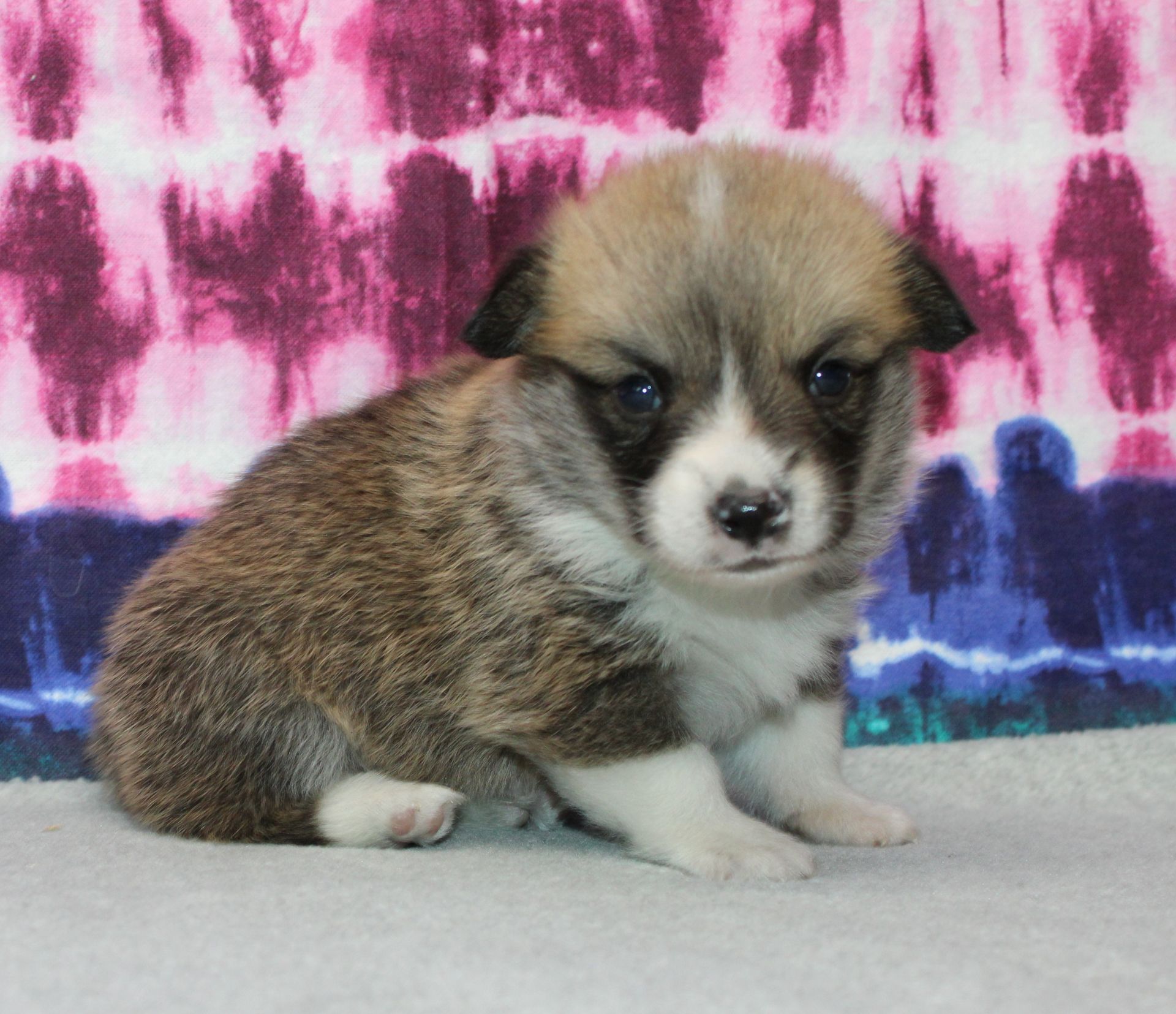Tito, Pembroke Welsh Corgi puppy at F&M Corgis, photo 18