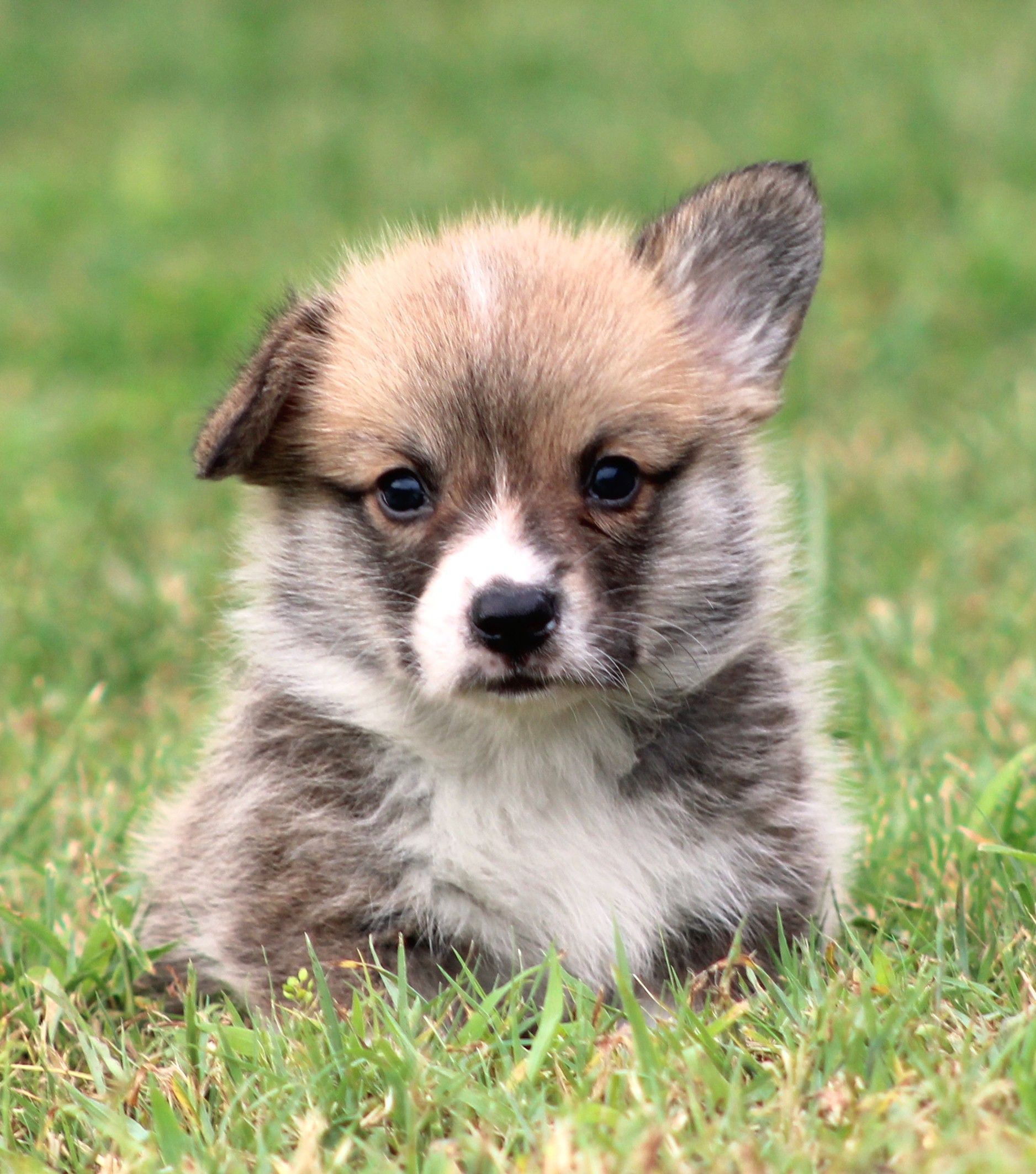 Tito, Pembroke Welsh Corgi puppy at F&M Corgis, photo 12