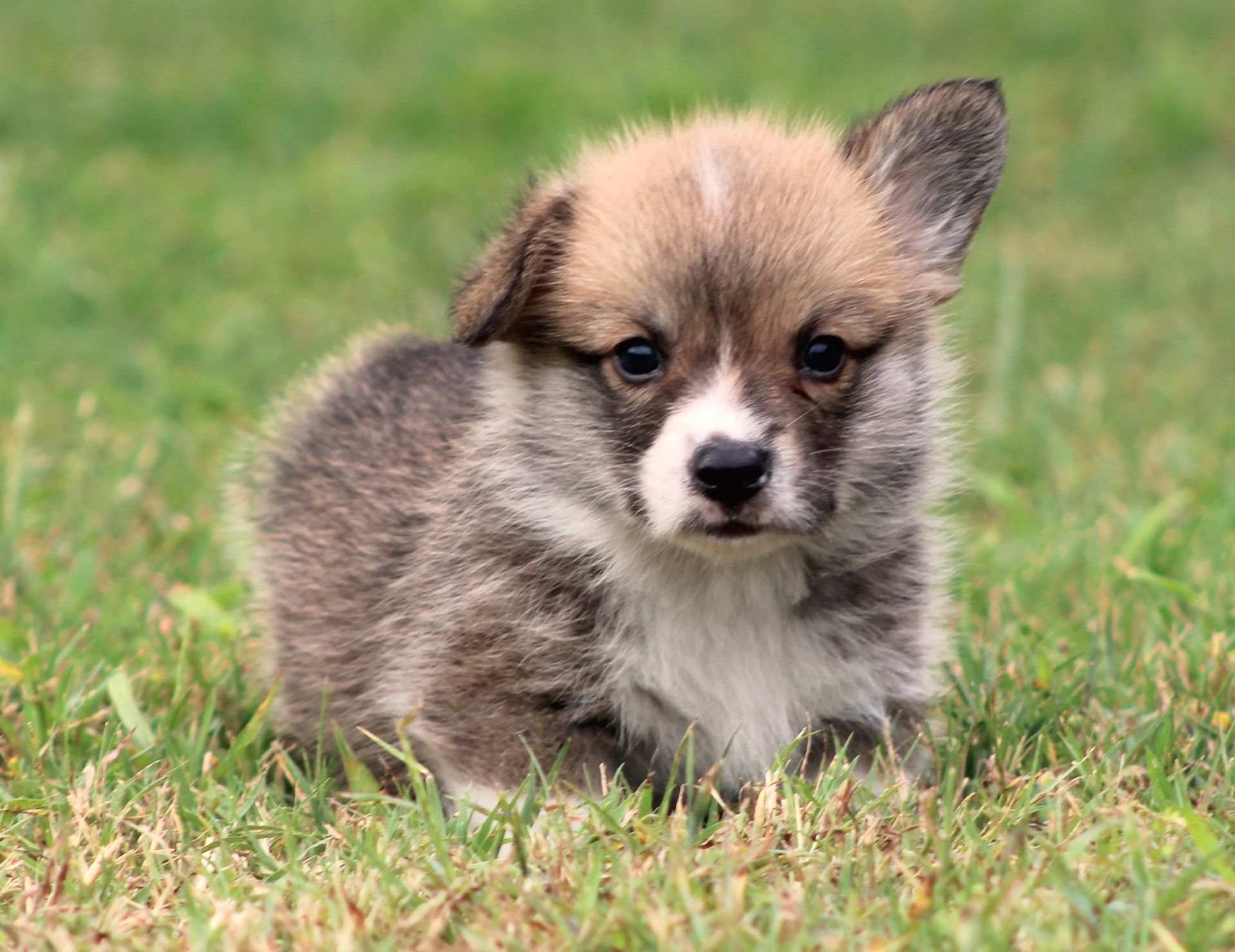 Tito, Pembroke Welsh Corgi puppy at F&M Corgis, photo 13