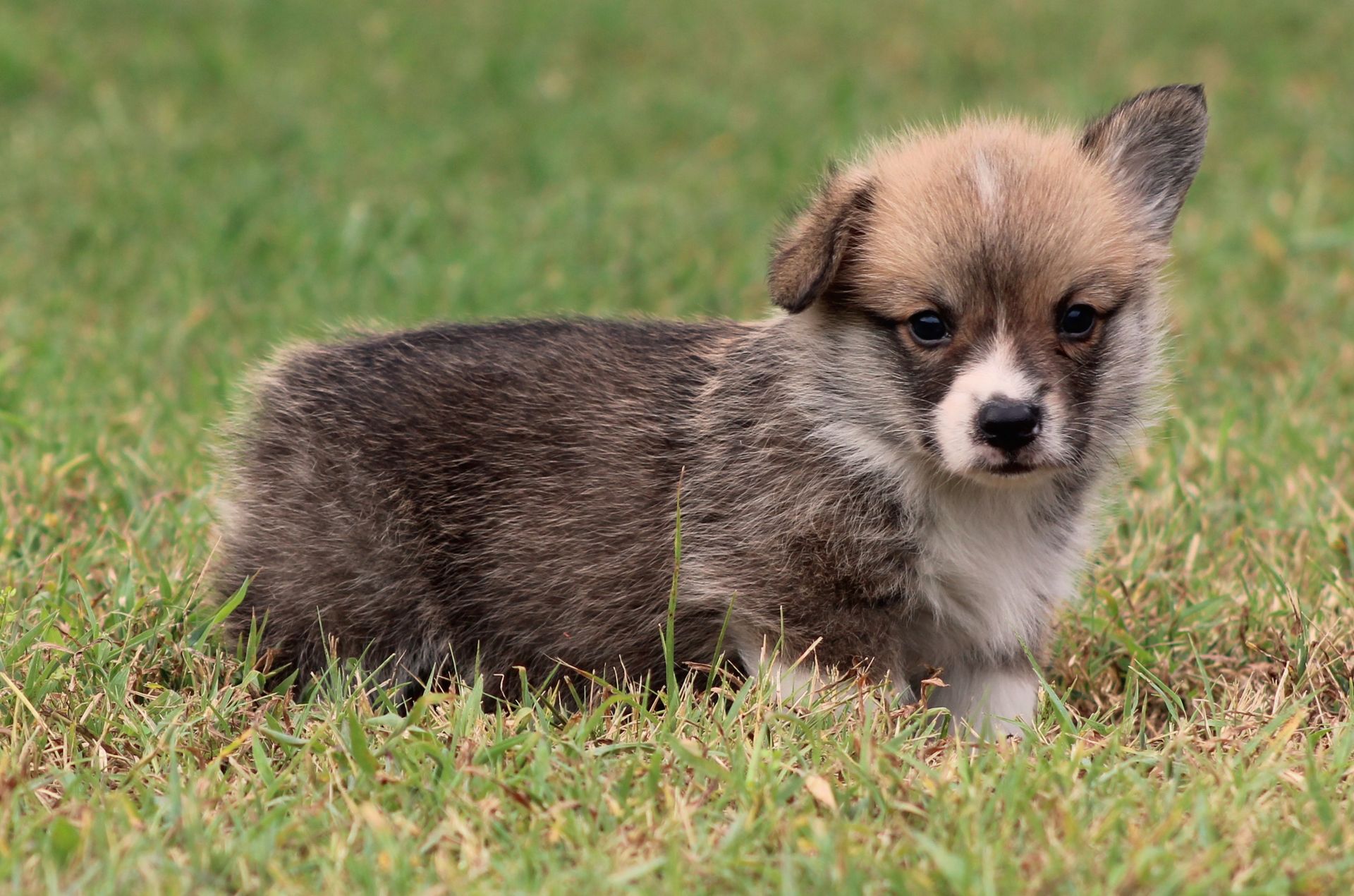 Tito, Pembroke Welsh Corgi puppy at F&M Corgis, photo 14