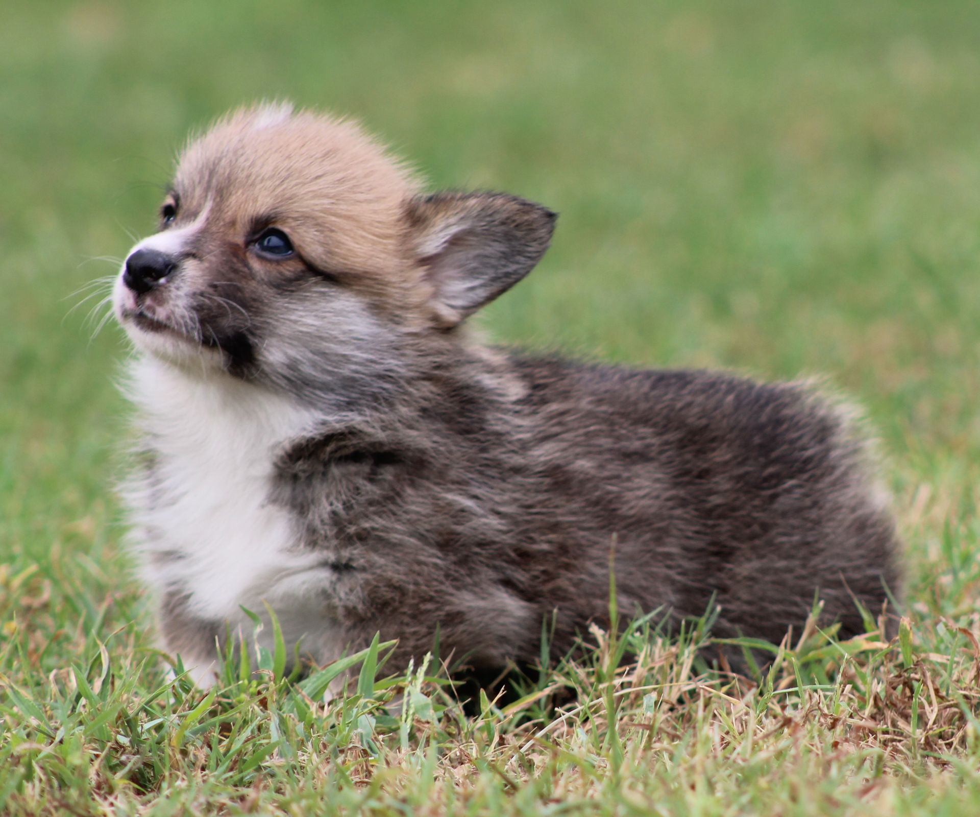 Tito, Pembroke Welsh Corgi puppy at F&M Corgis, photo 15