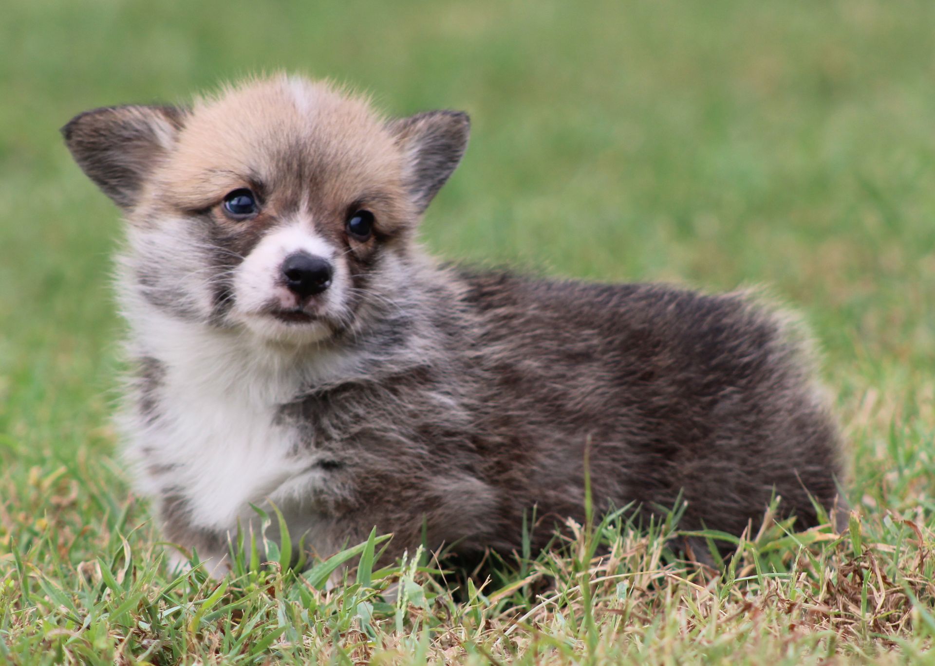 Tito, Pembroke Welsh Corgi puppy at F&M Corgis, photo 16