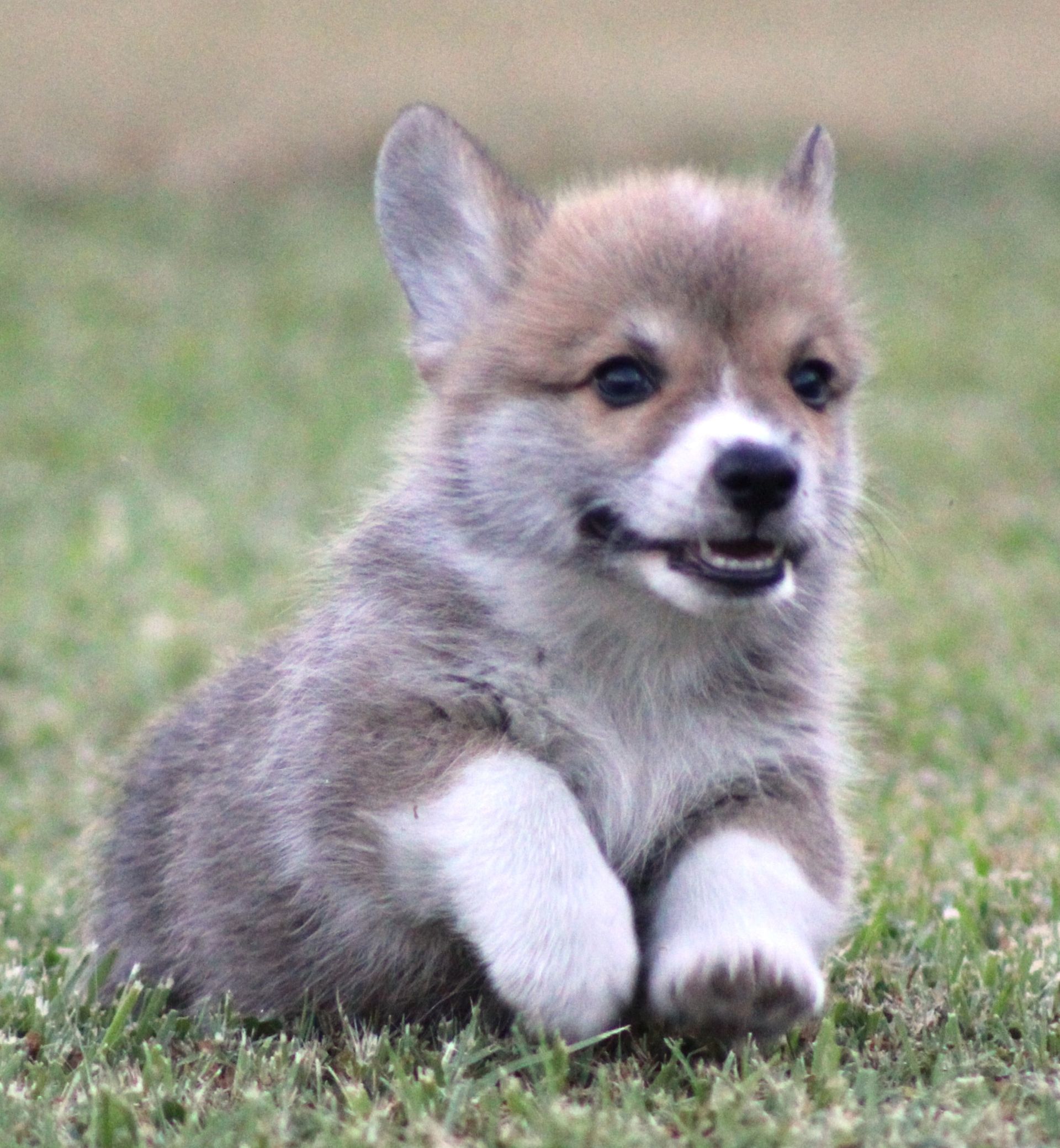 Tito, Pembroke Welsh Corgi puppy at F&M Corgis, photo 10