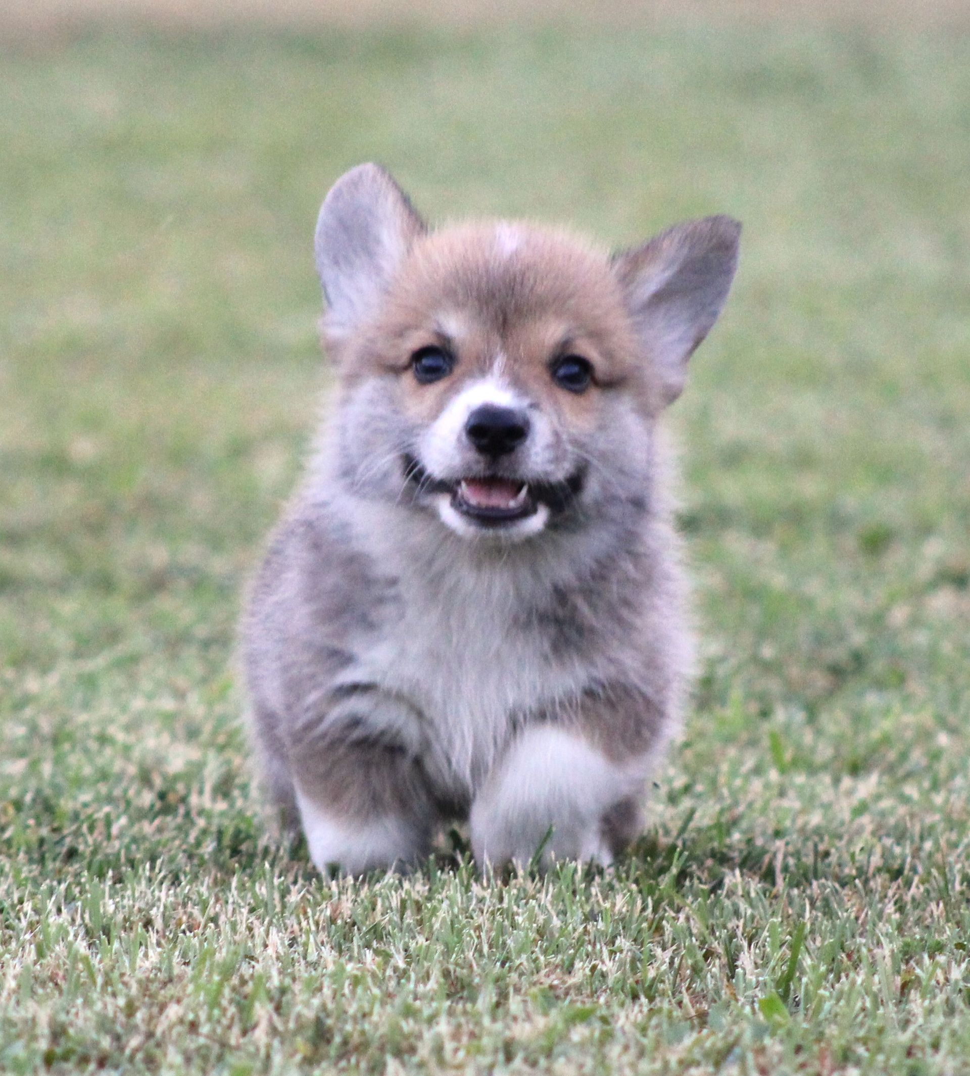 Tito, Pembroke Welsh Corgi puppy at F&M Corgis, photo 9
