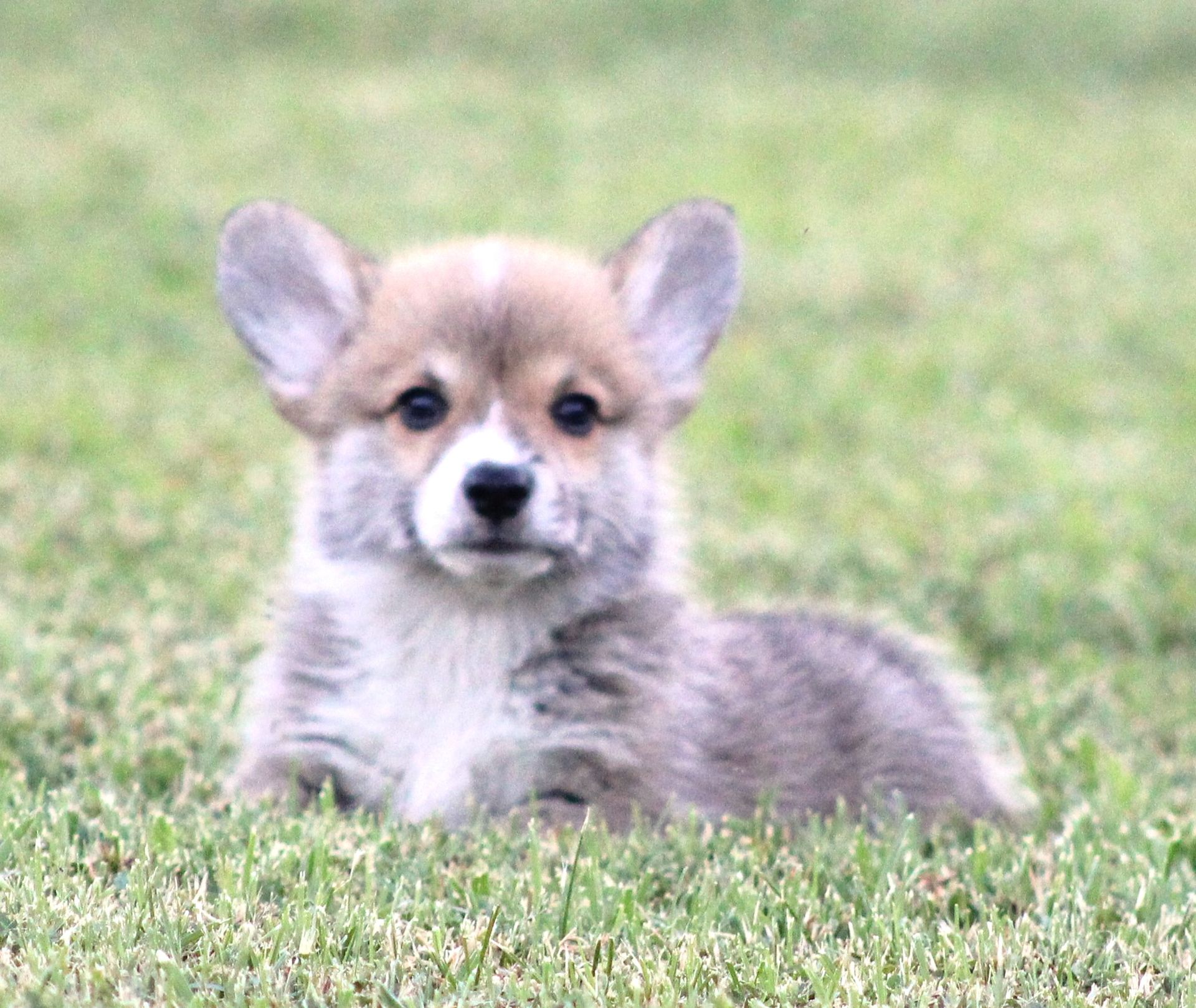 Tito, Pembroke Welsh Corgi puppy at F&M Corgis, photo 11