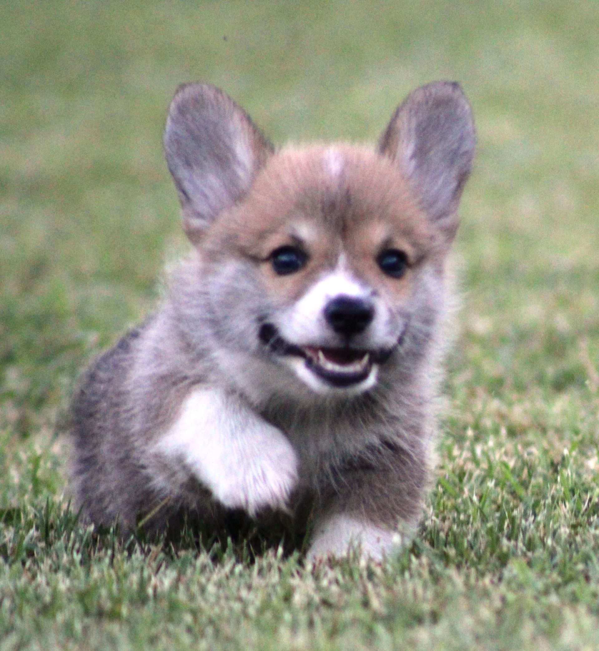 Tito, Pembroke Welsh Corgi puppy at F&M Corgis, photo 8