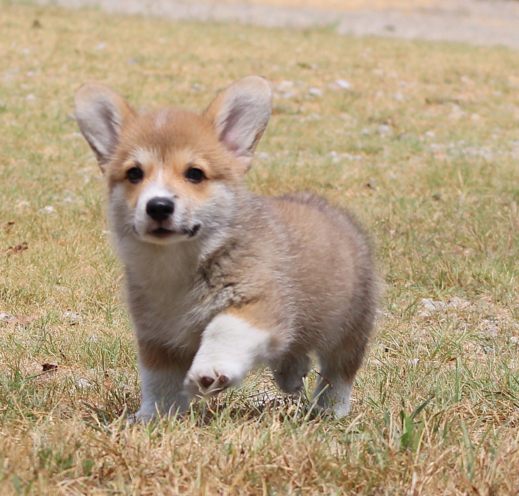 Tito, Pembroke Welsh Corgi puppy at F&M Corgis, photo 7
