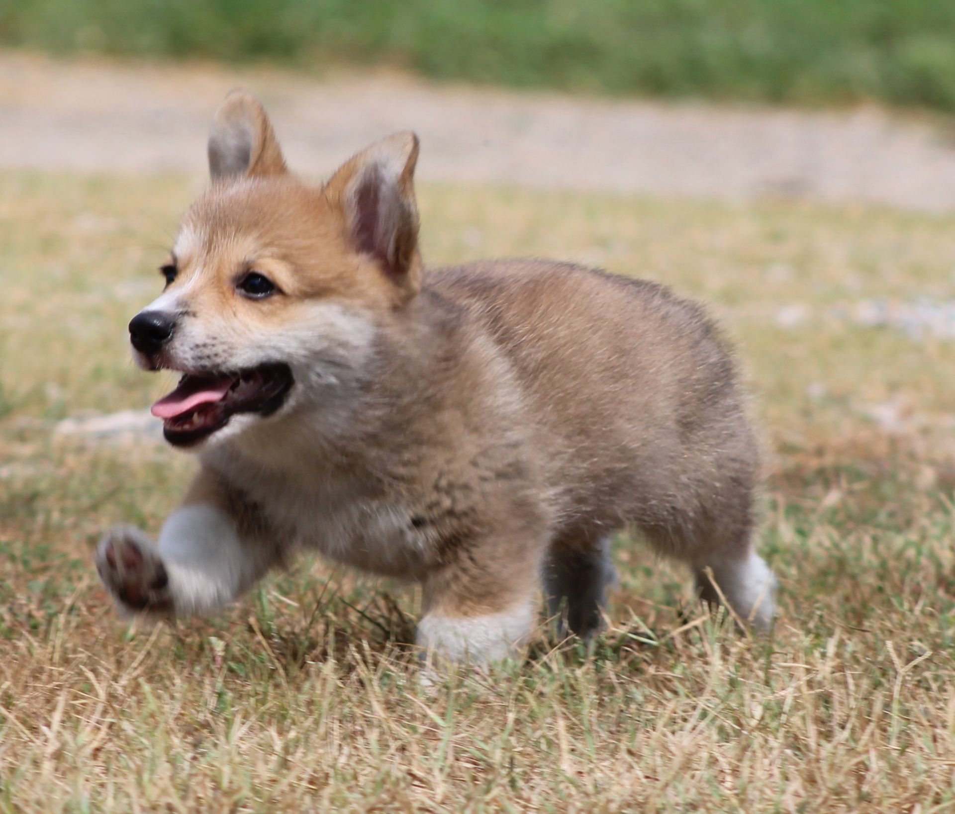 Tito, Pembroke Welsh Corgi puppy at F&M Corgis, photo 6