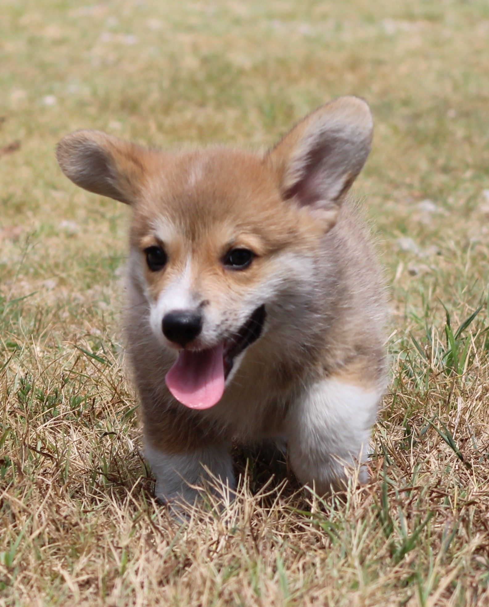 Tito, Pembroke Welsh Corgi puppy at F&M Corgis, photo 5