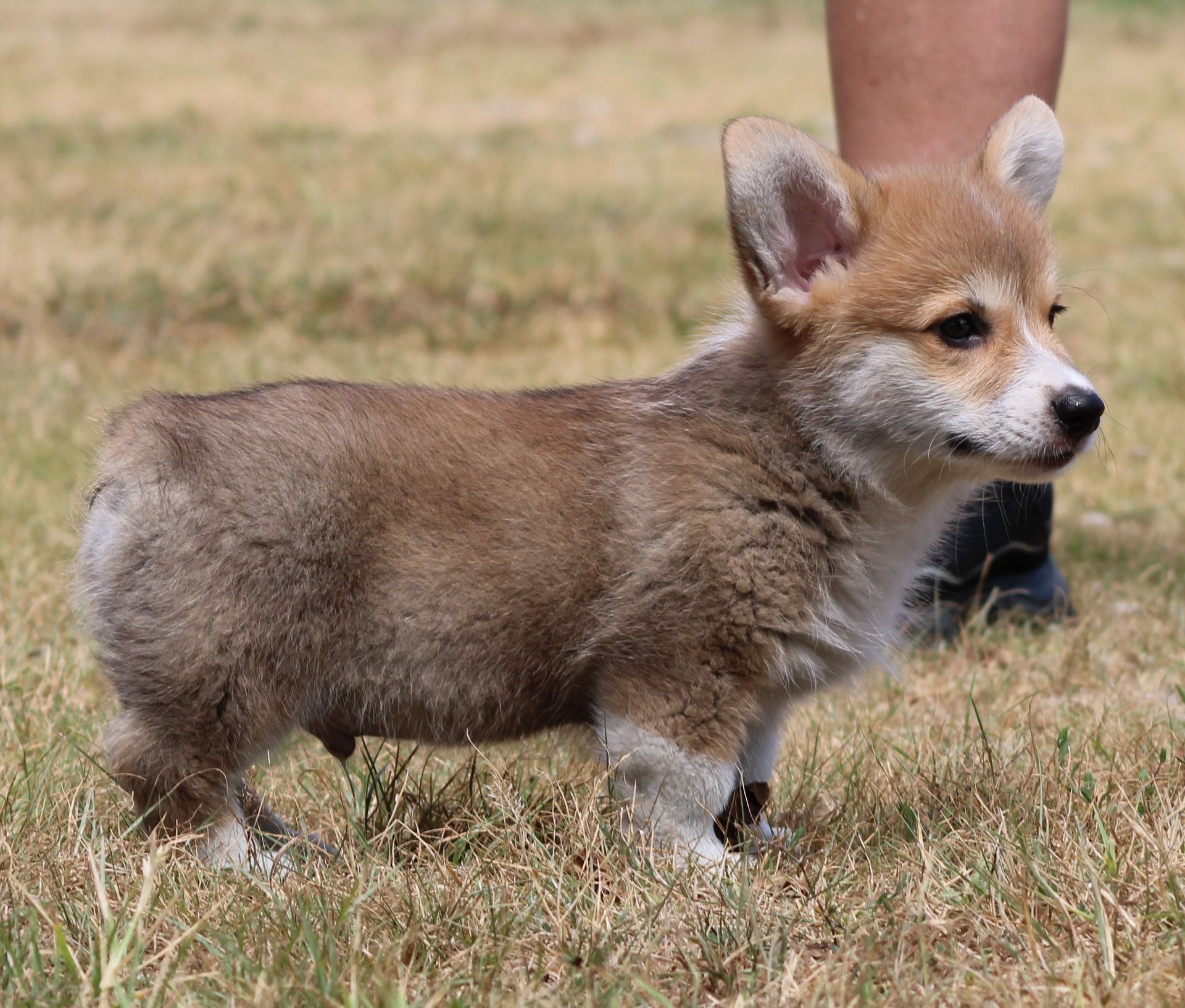 Tito, Pembroke Welsh Corgi puppy at F&M Corgis, photo 4