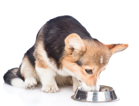 What to Buy Before Adopting A Corgi