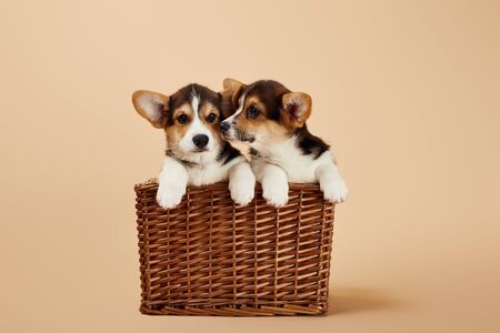 What to Buy Before Adopting A Corgi
