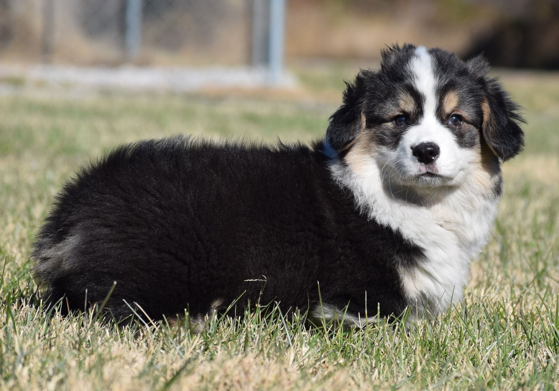 What to Know Before Contacting Corgi Breeders