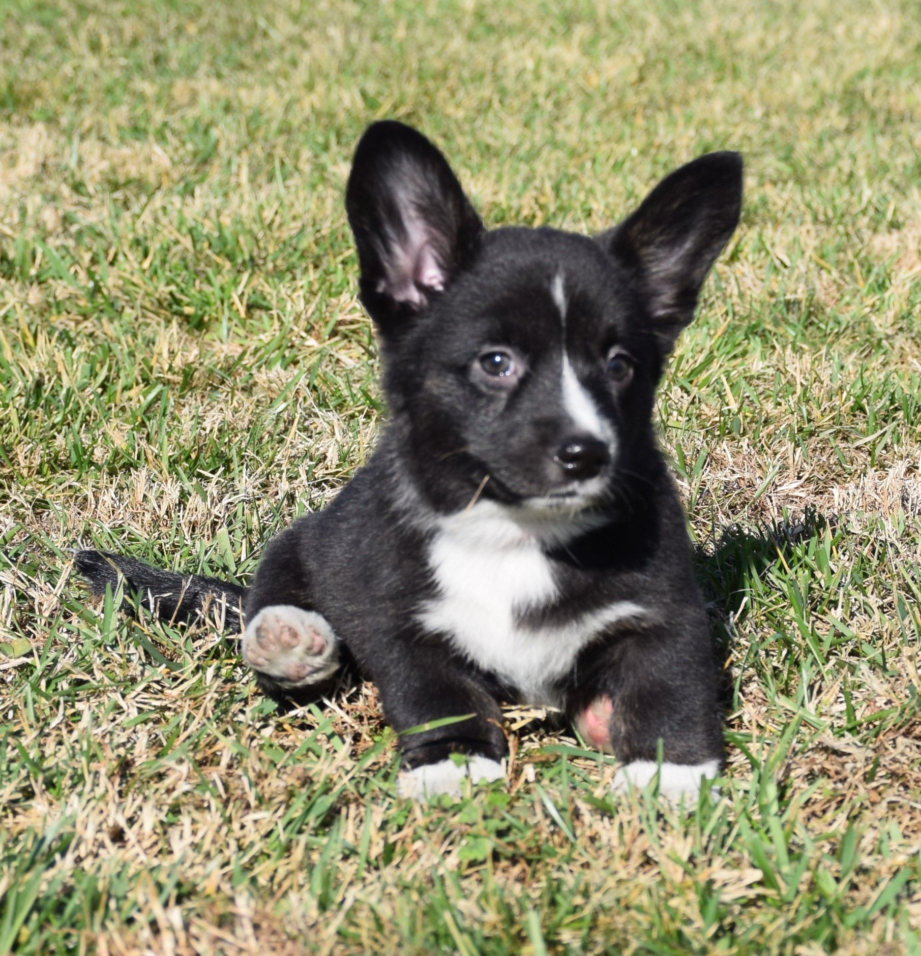 What to Know Before Pembroke Welsh Corgi Adoption