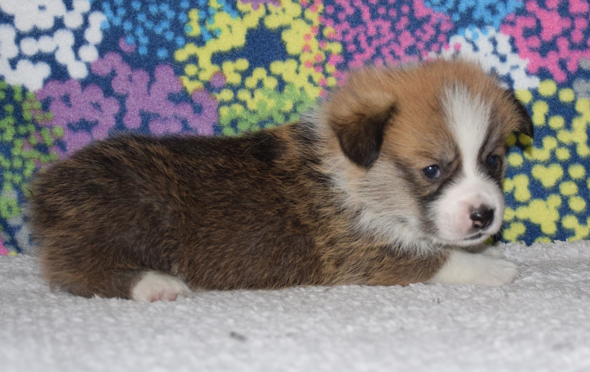 What to Know Before Pembroke Welsh Corgi Adoption