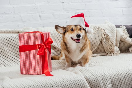 Winterizing Your Corgi