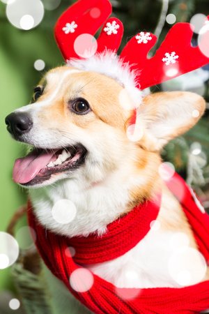 Winterizing Your Corgi